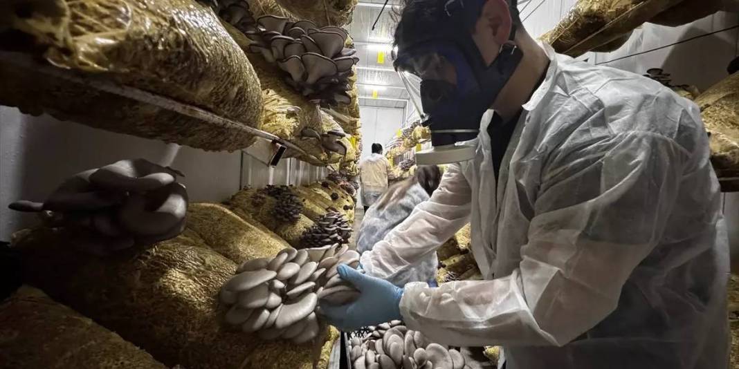 Genç girişimci üretiyor, 12 ay ürün alıyor: Zamanla ihracata geçmeyi hedefliyor 3